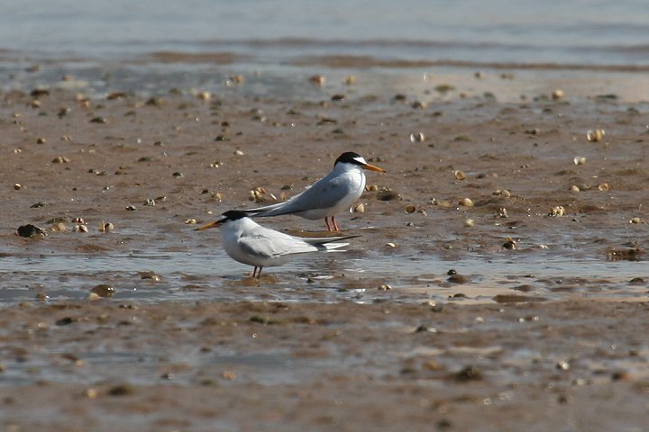 �R�A�W�T�V