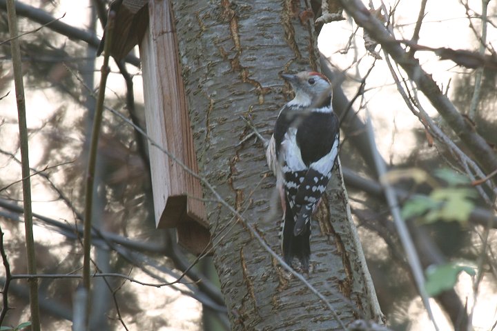 �q���A�J�Q��