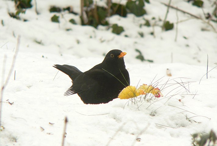 �N���E�^�h���̃I�X