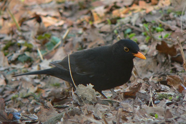 �N���E�^�h���̃I�X