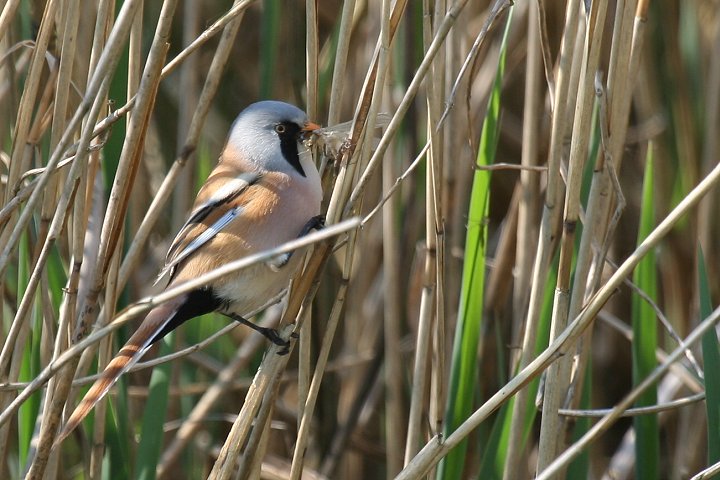 �q�Q�K���̃I�X