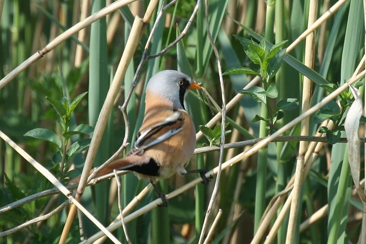 �q�Q�K���̃I�X