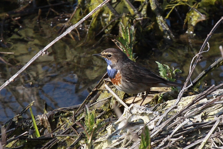 �I�K���R�}�h��