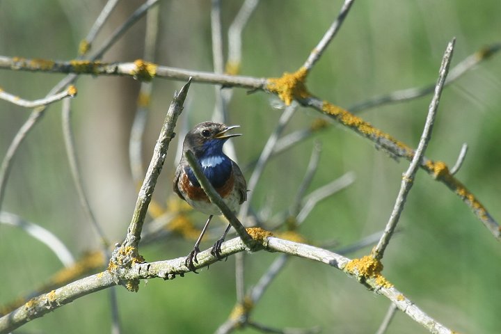 �I�K���R�}�h���̃I�X