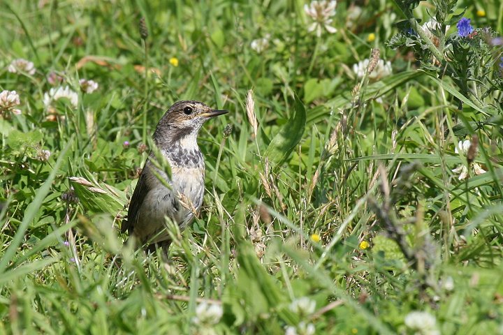 �I�K���R�}�h���̗c��