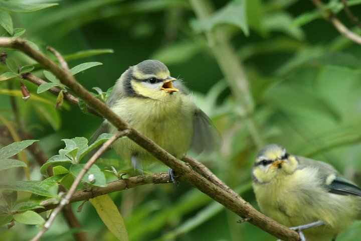 �A�I�K���̗c��