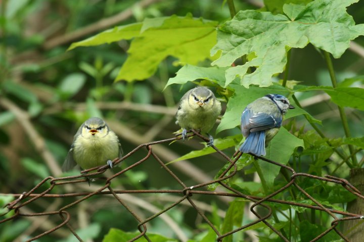 �A�I�K���̐e�q