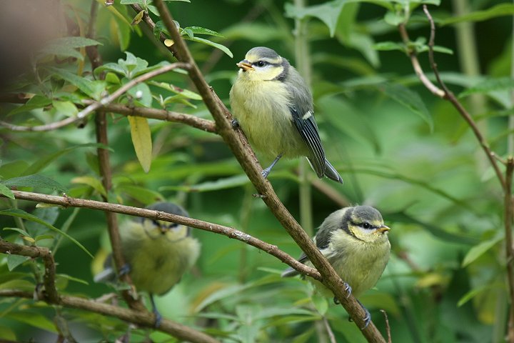 �A�I�K���̃q�i