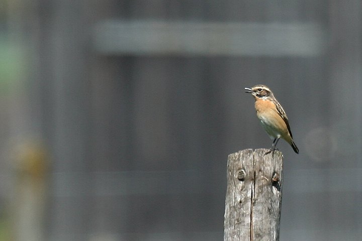 �}�~�W���m�r�^�L