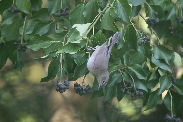 �j�����V�N�C