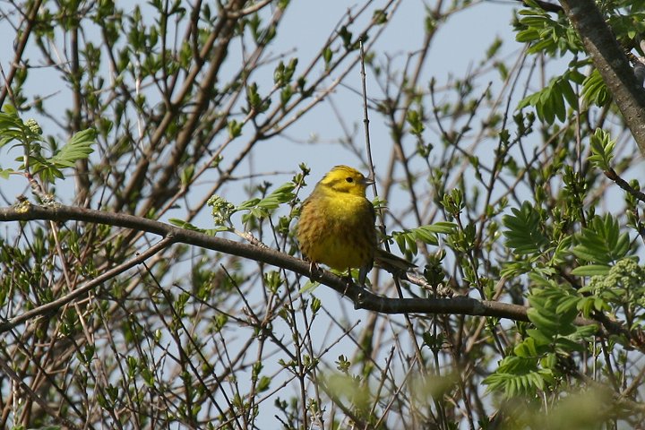 �L�A�I�W�̃I�X