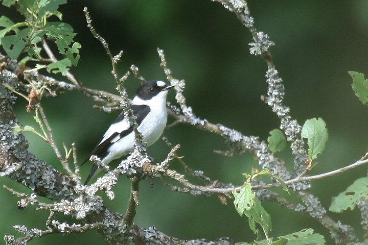 �V���G���q�^�L