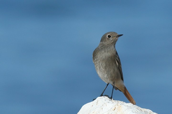 �N���W���E�r�^�L�̃I�X