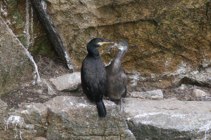 ���[���b�p�q���E