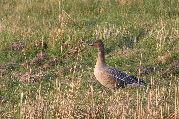 �R�U�N���o�V�K��