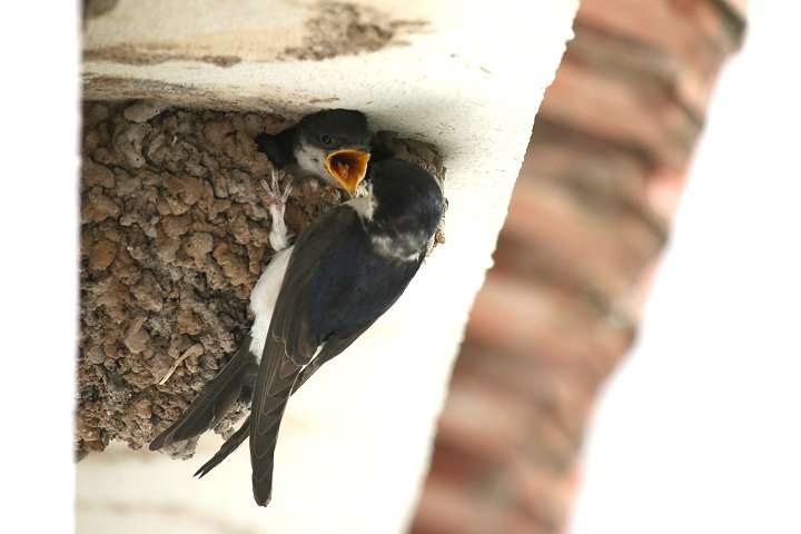 �C���c�o��