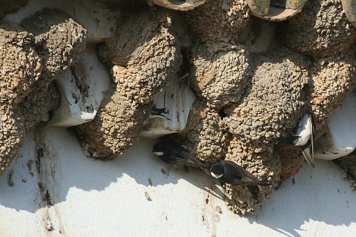 �C���c�o���̉c���R���j�[