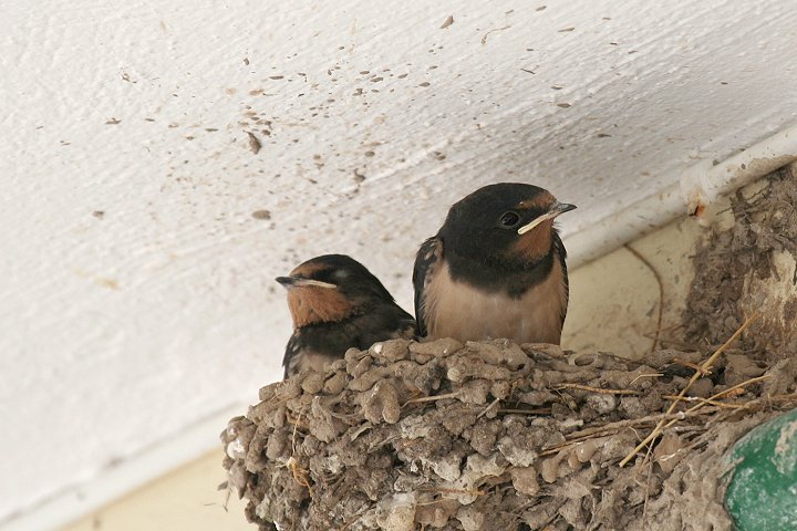 �c�o���̃q�i