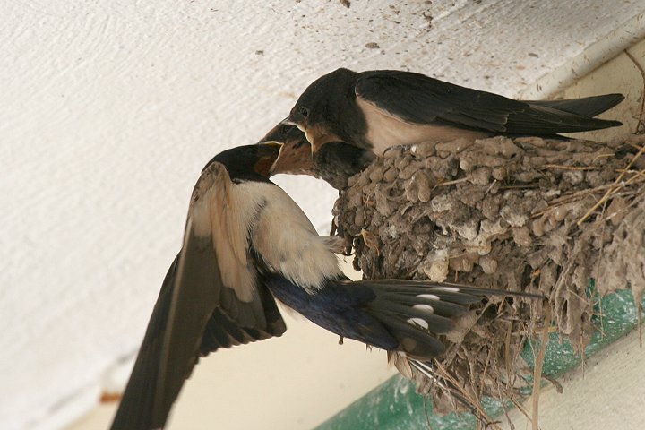 �c�o���̐e�q