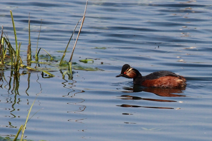 �n�W���J�C�c�u��