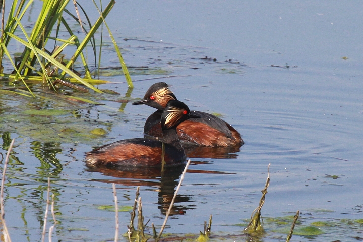 �n�W���J�C�c�u��