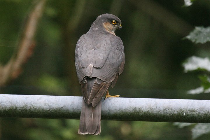 �n�C�^�J�̃I�X