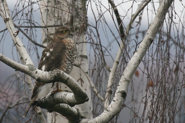 �n�C�^�J�̗c��