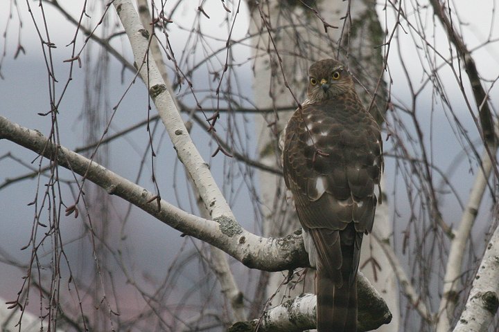 �n�C�^�J�̗c��