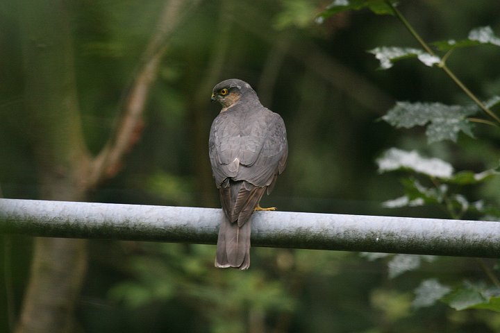 �n�C�^�J�̃I�X