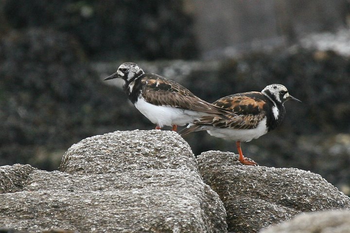 �L���E�W���V�M