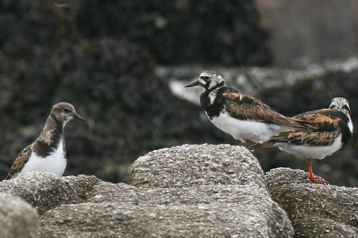 �L���E�W���V�M