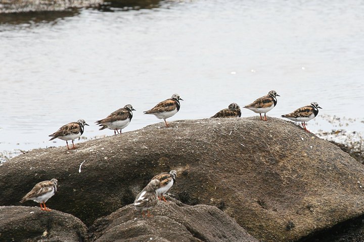 �L���E�W���V�M