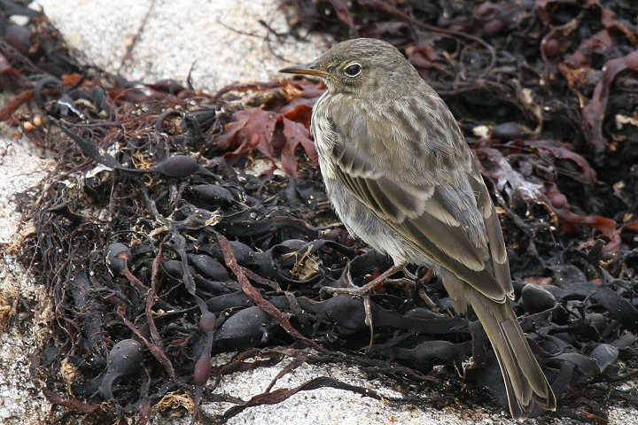 ���[���b�p�^�q�o��