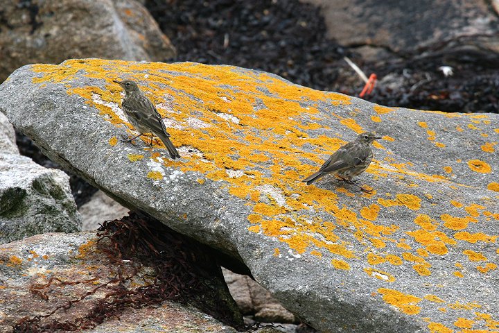 ���[���b�p�^�q�o��