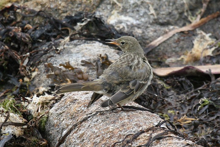 ���[���b�p�^�q�o��