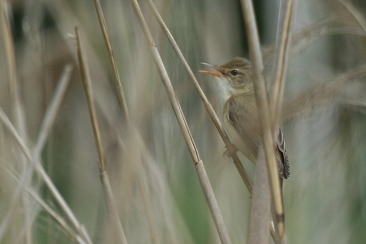 �k�}���V�L��