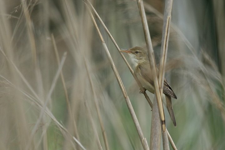 �k�}���V�L��