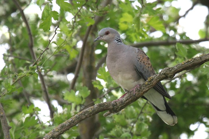 �R�L�W�o�g