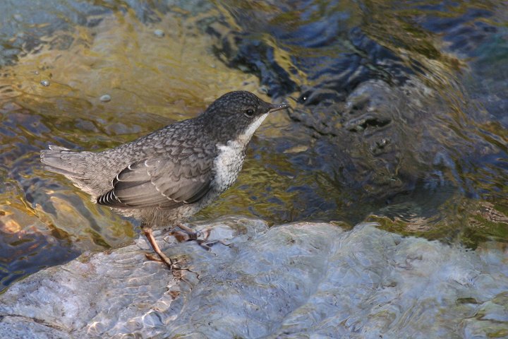 ���i�W���J���K���X�̗c��