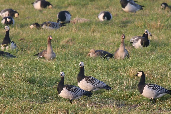 �J�I�W���K��