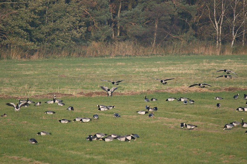 �J�I�W���K��