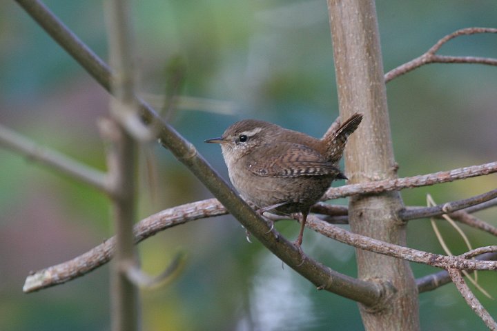 �~�\�T�U�C