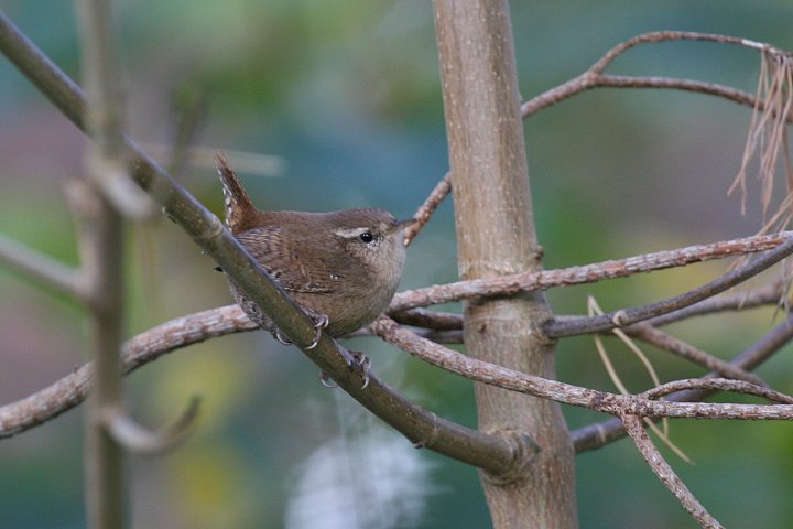 �~�\�T�U�C