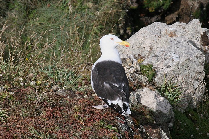 �I�I�J����