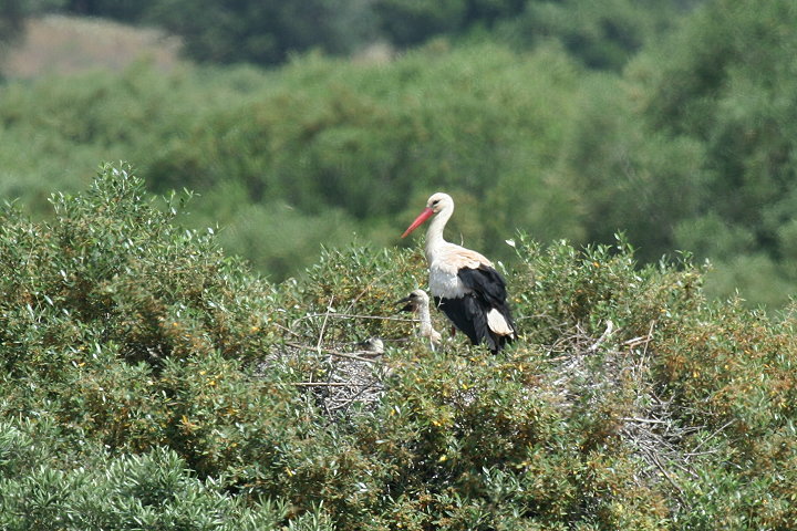 �V���o�V�R�E