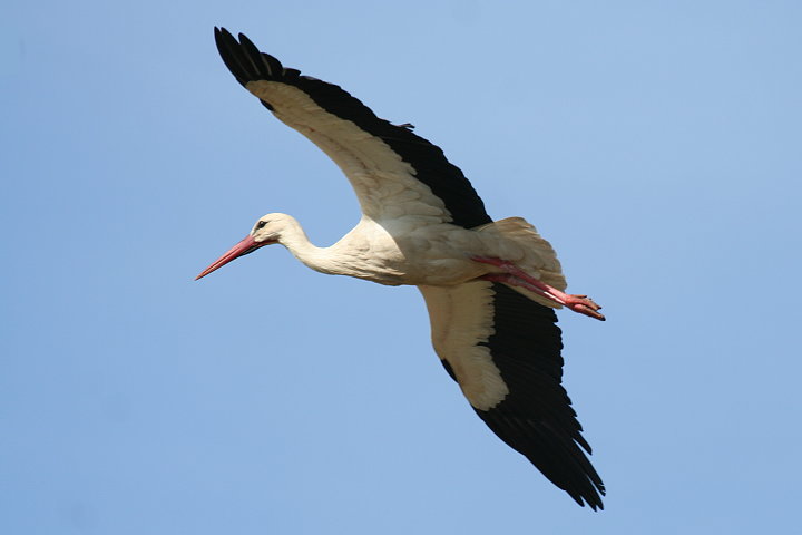 �V���o�V�R�E