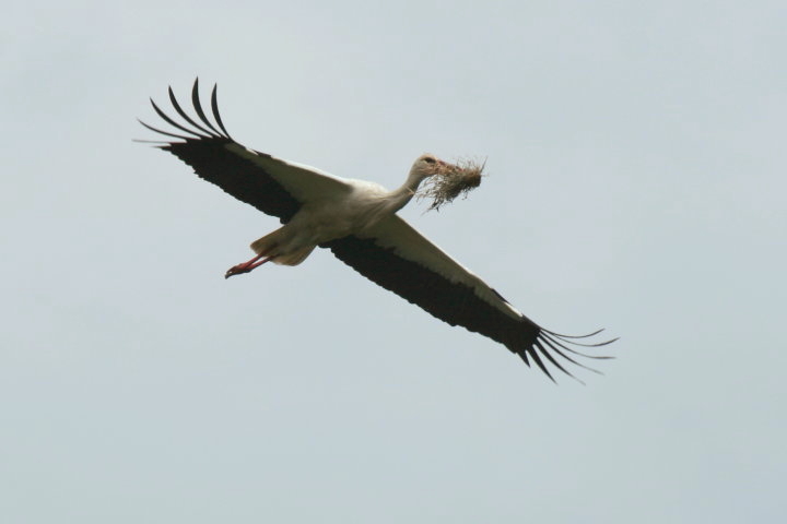 �V���o�V�R�E